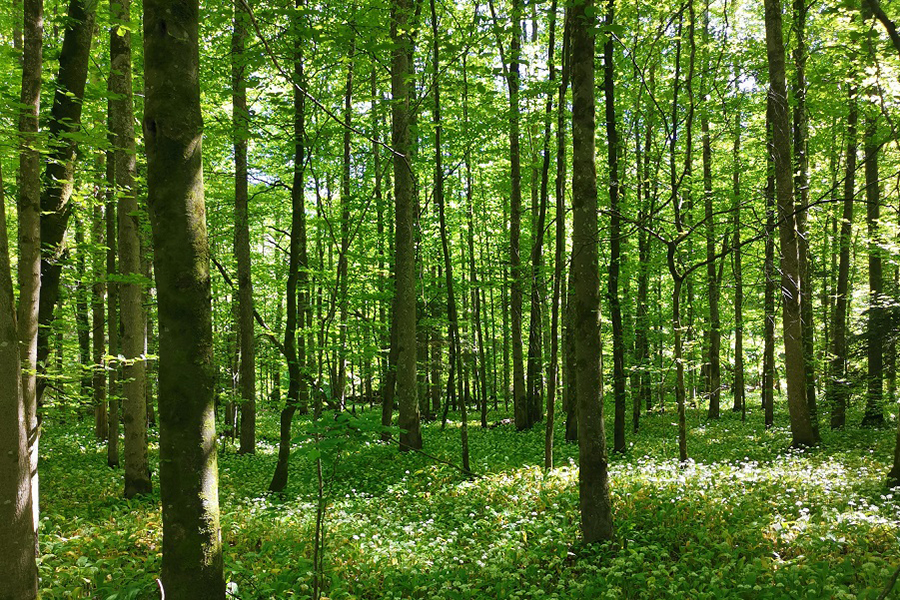Reflexion der Rauhnächte - April bis Juni