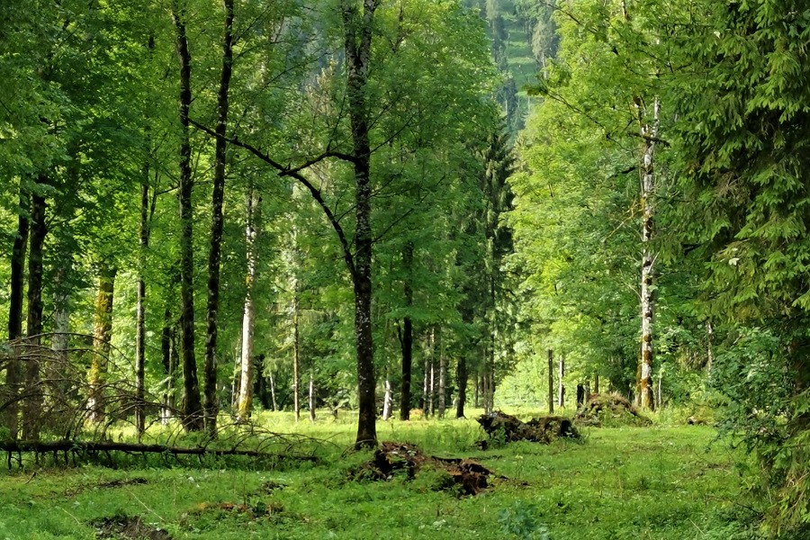 Das Walk and Talk Waldgespräch